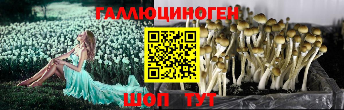 Галлюциногенные грибы мухоморы Волхов